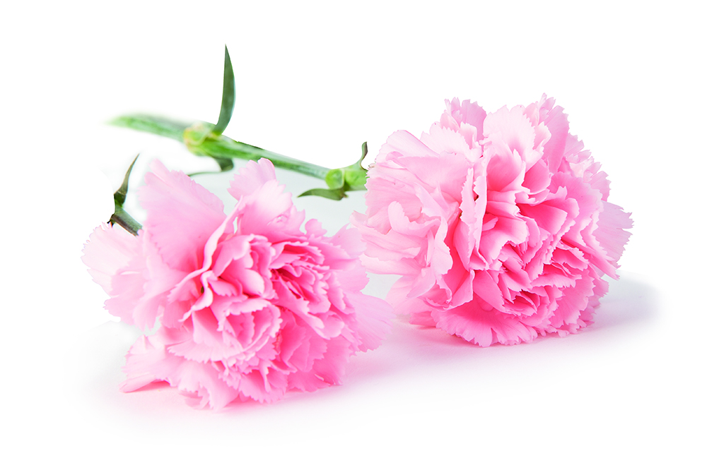 新生活_新生活集團_新生活化妝品_母親節